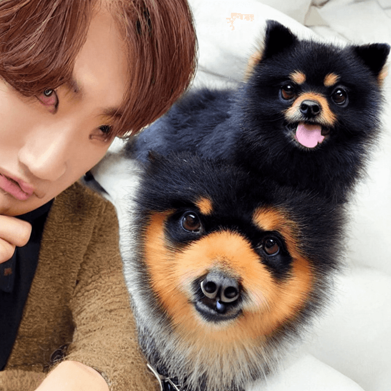 yeontan the beloved pomeranian of v kim taehyung and the bts army
